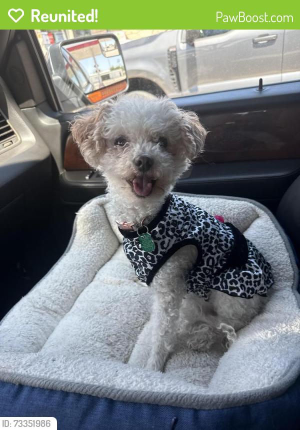 Reunited Female Dog last seen Near Daventry Pl Midland, TX, Midland, TX 79705