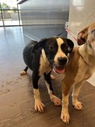 Shelter Stray Male Dog last seen Near Oakcliff Court, Atlanta, GA, 1251 Fulton Industrial Blvd NW, Atlanta, GA 30336, USA