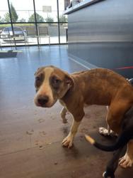 Shelter Stray Female Dog last seen Near Oakcliff Court, Atlanta, GA, 1251 Fulton Industrial Blvd NW, Atlanta, GA 30336, USA