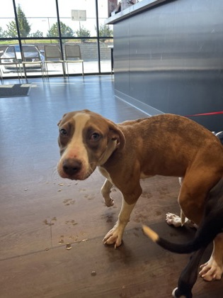 Shelter Stray Female Dog last seen Near Oakcliff Court, Atlanta, GA, 1251 Fulton Industrial Blvd NW, Atlanta, GA 30336, USA