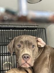 Shelter Stray Male Dog last seen Near Athens avenue, Atlanta, GA, 1251 Fulton Industrial Blvd NW, Atlanta, GA 30336, USA