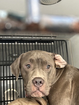Shelter Stray Male Dog last seen Near Athens avenue, Atlanta, GA, 1251 Fulton Industrial Blvd NW, Atlanta, GA 30336, USA