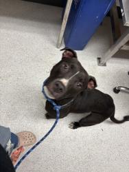 Shelter Stray Male Dog last seen , , CA, 1101 29th Ave, Oakland, CA 94601, USA