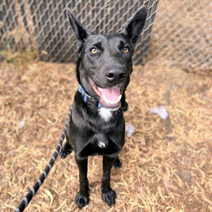 Shelter Stray Female Dog last seen Merritt College, Oakland, CA, 1101 29th Ave, Oakland, CA 94601, USA