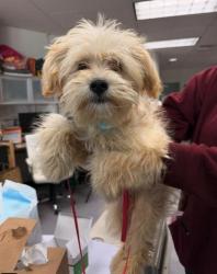 Shelter Stray Female Dog last seen Near Arizona St, Oakland, CA, 1101 29th Ave, Oakland, CA 94601, USA