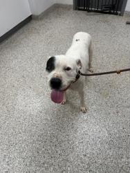 Shelter Stray Male Dog last seen Radio St, Gastonia, NC, 1491 Business Park Ct, Gastonia, NC 28052, USA