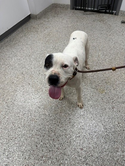 Shelter Stray Male Dog last seen Radio St, Gastonia, NC, 1491 Business Park Ct, Gastonia, NC 28052, USA