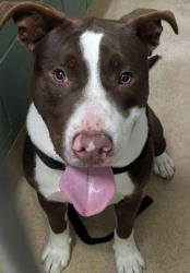 Shelter Stray Male Dog last seen 35th Av/ Paxton Av, Oakland,, 1101 29th Ave, Oakland, CA 94601, USA