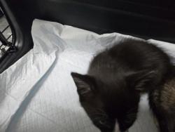 Shelter Stray Male Cat last seen Near lion way, Oakland, CA, 1101 29th Ave, Oakland, CA 94601, USA