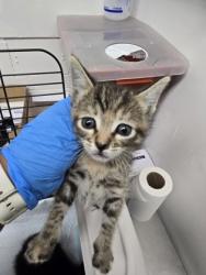Shelter Stray Female Cat last seen Near lion way, Oakland, CA, 1101 29th Ave, Oakland, CA 94601, USA