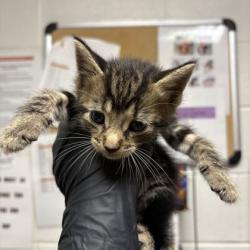 Shelter Stray Male Cat last seen YWAC, Knox County GP, TN, 3201 Division St, Knoxville, TN 37919, USA