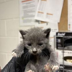 Shelter Stray Male Cat last seen YWAC, Knox County GP, TN, 3201 Division St, Knoxville, TN 37919, USA