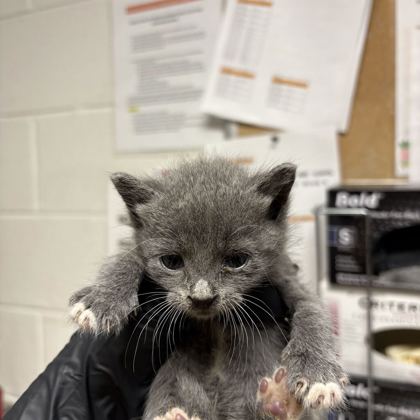 Shelter Stray Male Cat last seen YWAC, Knox County GP, TN, 3201 Division St, Knoxville, TN 37919, USA