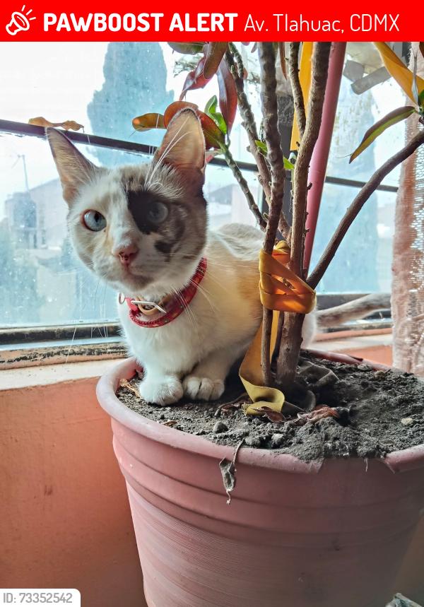 Lost Female Cat last seen Entre Nicolas bravo y Vicente guerrero, Av. Tlahuac, CDMX 