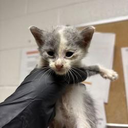 Shelter Stray Male Cat last seen YWAC, Knox County GP, TN, 3201 Division St, Knoxville, TN 37919, USA