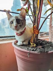 Lost Female Cat last seen Entre Nicolas bravo y Vicente guerrero, Av. Tlahuac, CDMX 