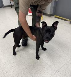 Shelter Stray Male Dog last seen , Gulfport, MS, 2615 25th Ave, Gulfport, MS 39501, USA