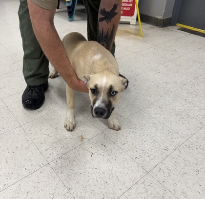 Shelter Stray Male Dog last seen , Gulfport, MS, 2615 25th Ave, Gulfport, MS 39501, USA