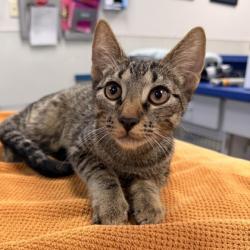 Shelter Stray Male Cat last seen Far View Cove, City of Austin, TX, 124 W Anderson Ln., Austin, TX 78752, USA