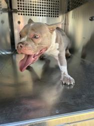 Shelter Stray Female Dog last seen Near E HARVEY AVE, Central District, TX, 355 Hillshire Dr, Haslet, TX 76052, USA