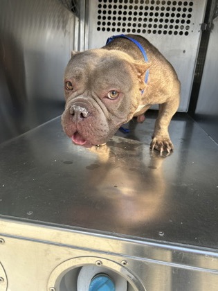 Shelter Stray Female Dog last seen Near E HARVEY AVE, Central District, TX, 355 Hillshire Dr, Haslet, TX 76052, USA