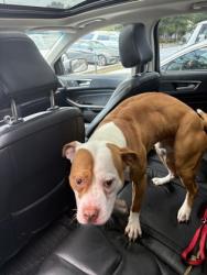 Shelter Stray Male Dog last seen Near Turner Hill Rd, Stonecrest, GA 30038, 30038, GA, 3280 Chamblee Dunwoody Rd, Chamblee, GA 30341, USA