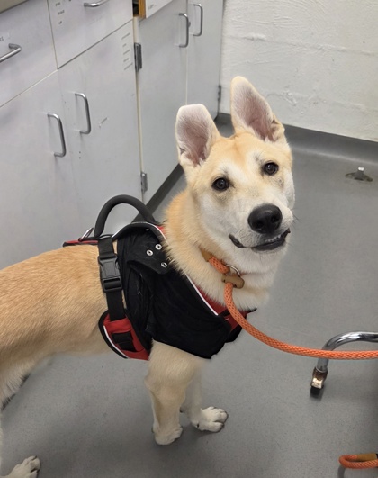 Shelter Stray Male Dog last seen W Blaine St and Thorndyke Ave W, Seattle, WA, 2061 15th Ave W, Seattle, WA 98119, USA