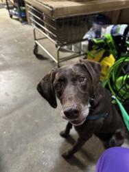Shelter Stray Female Dog last seen 15th Ave S and S Shelton St, Seattle, WA, 2061 15th Ave W, Seattle, WA 98119, USA