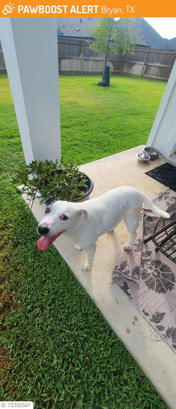 Found/Stray Female Dog last seen Near Taggart Trl, Bryan, TX 77807