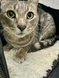 Shelter Stray Male Cat last seen Near Franklin Ave E, Seattle, WA, 2061 15th Ave W, Seattle, WA 98119, USA