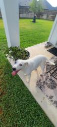 Found/Stray Female Dog last seen Near Taggart Trl, Bryan, TX 77807