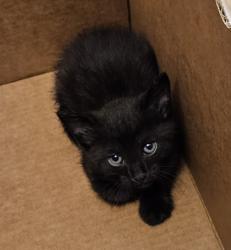 Shelter Stray Unknown Cat last seen Near Chase Common Dr, Norcross, GA 30071, Other - Out of County, GA, 3280 Chamblee Dunwoody Rd, Chamblee, GA 30341, USA
