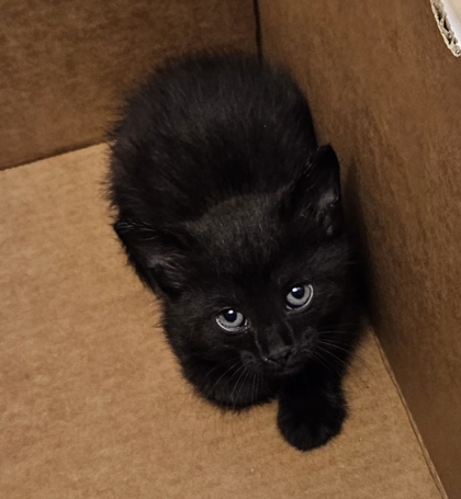 Shelter Stray Unknown Cat last seen Near Chase Common Dr, Norcross, GA 30071, Other - Out of County, GA, 3280 Chamblee Dunwoody Rd, Chamblee, GA 30341, USA