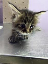 Shelter Stray Male Cat last seen Near ZARAGOZA RD, EL PASO, TX, 79938, CITY of El Paso, TX, 5001 Fred Wilson Ave, El Paso, TX 79906, USA