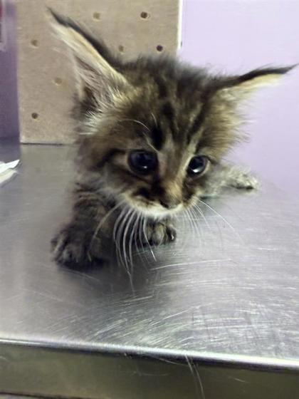 Shelter Stray Male Cat last seen Near ZARAGOZA RD, EL PASO, TX, 79938, CITY of El Paso, TX, 5001 Fred Wilson Ave, El Paso, TX 79906, USA