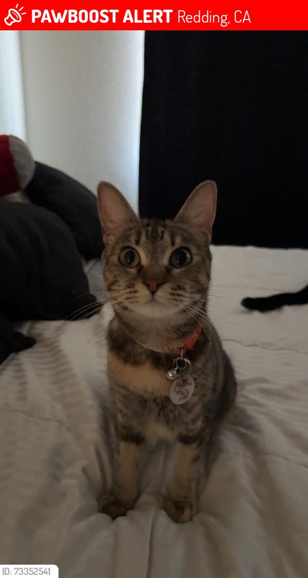 Lost Female Cat last seen Burton Dr, Churn Creek Rd, Redding, CA 96003