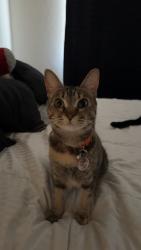 Lost Female Cat last seen Burton Dr, Churn Creek Rd, Redding, CA 96003
