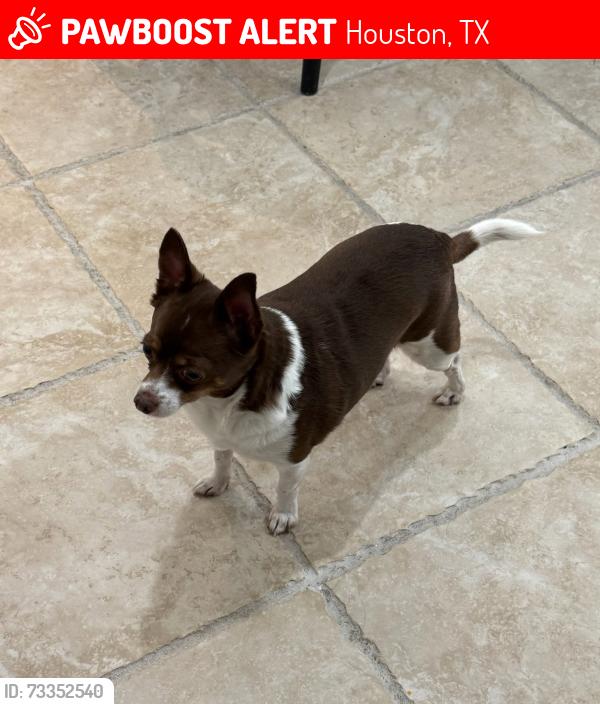 Lost Male Dog last seen Last seen in my parents apmt, Houston, TX 77096