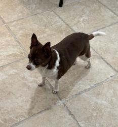 Lost Male Dog last seen Last seen in my parents apmt, Houston, TX 77096