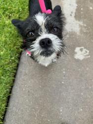 Found/Stray Male Dog last seen Auburndale st., Corona, CA 92878