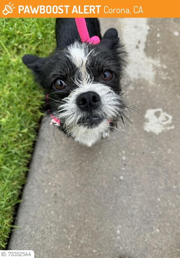 Found/Stray Male Dog last seen Auburndale st., Corona, CA 92878
