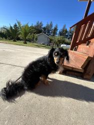 Reunited Male Dog last seen Ray Road and Peltier, Lodi, CA 95242