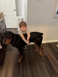 Reunited Male Dog last seen Welch and Whitman, Fort Worth, TX 76133