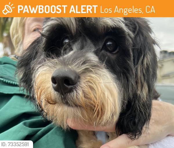 Found/Stray Male Dog last seen North hollywood, Los Angeles, CA 91606