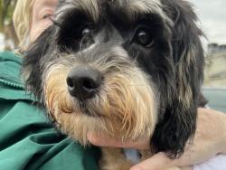 Found/Stray Male Dog last seen North hollywood, Los Angeles, CA 91606