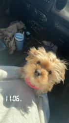 Reunited Female Dog last seen Quail lane, Arlington, TX 76016
