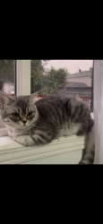 Lost Female Cat last seen Near Willow Drive, Barrie, ON L4N 0E4