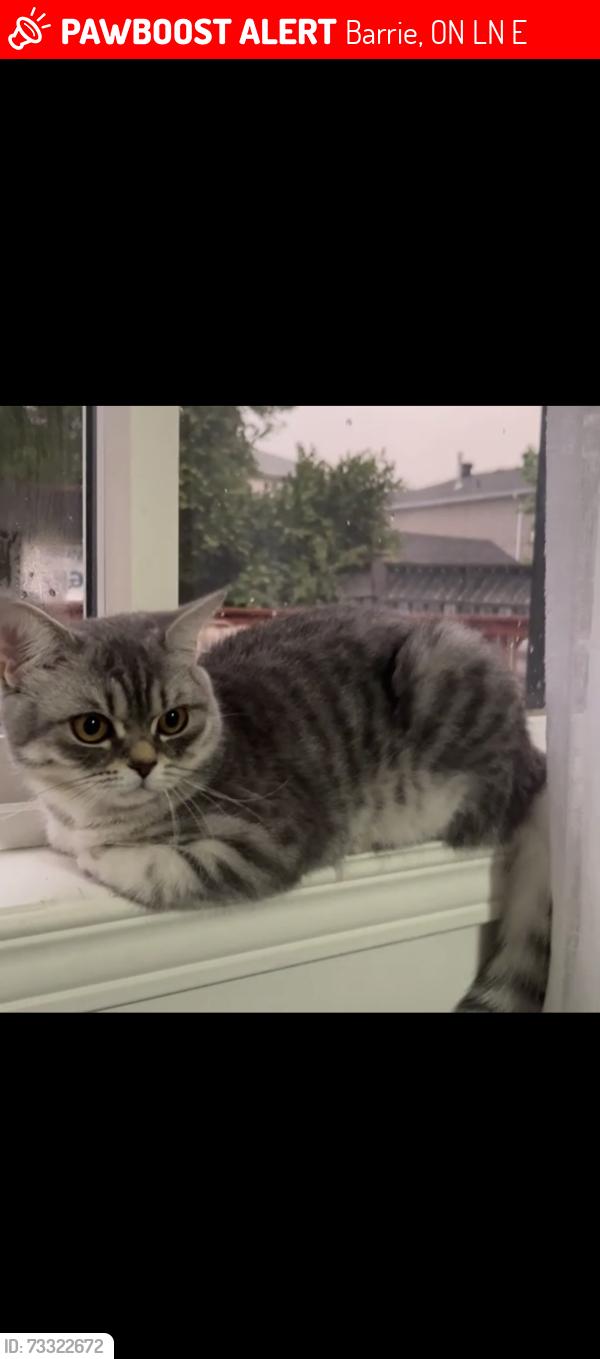 Lost Female Cat last seen Near Willow Drive, Barrie, ON L4N 0E4