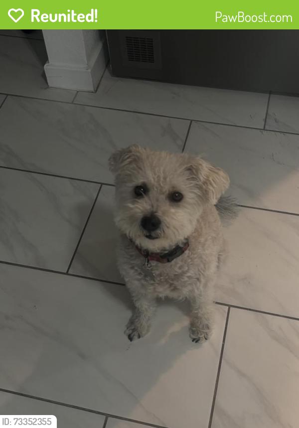 Reunited Male Dog last seen Near N 71st Ave, Glendale, AZ 85303, USA, Glendale, AZ 85303