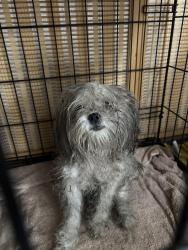 Found/Stray Female Dog last seen North Los Robles Ave Pasadena ca 91101, Pasadena, CA 91101